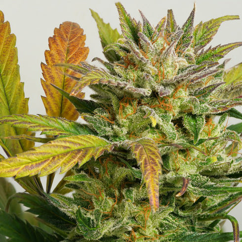 Dutch Passion - Auto Mokum's Tulip